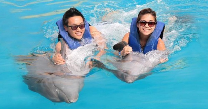 Costa Maya - Dolphin Swim Adventure